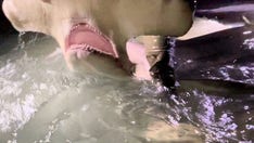 13-foot hammerhead caught off the coast of Florida panhandle