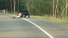 Firefighter films bear dragging deer across road in Pennsylvania national forest