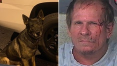 Florida man wanted in car theft tries hiding from K-9 under mattress, gets bit on face