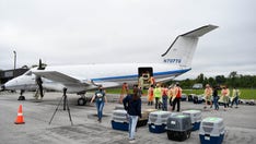 Hurricane Ida forces dogs and cats to be airlifted from Louisiana to shelters across US