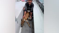 Fisherman catches deer half-mile off coast