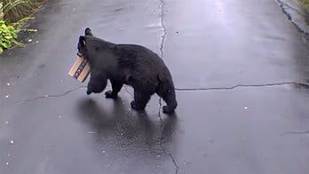 Bear steals Amazon package in viral video