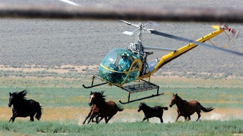 US plans 50% more wild horse roundups amid Western drought