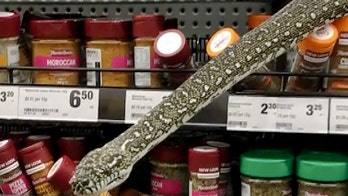Woman comes face to face with snake in Australian supermarket