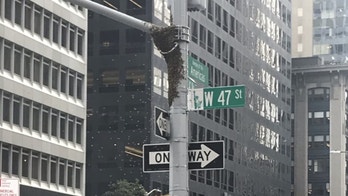 NYC lightpole outside Fox News headquarters swarmed by bees