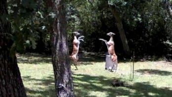Deer caught boxing each other on Texas homeowner's security camera