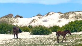 Well-known North Carolina wild horse dies, experts point to extreme temperatures as cause