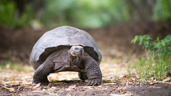 Vegetarian tortoise attacks and eats bird in 'horrifying' video