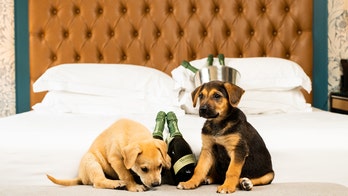 This hotel will deliver puppies and prosecco straight to your room