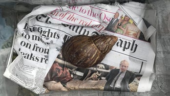 Exotic snail discovered alive in unmarked box in shipping center