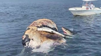 Great White sharks spotted feeding on humpback whale