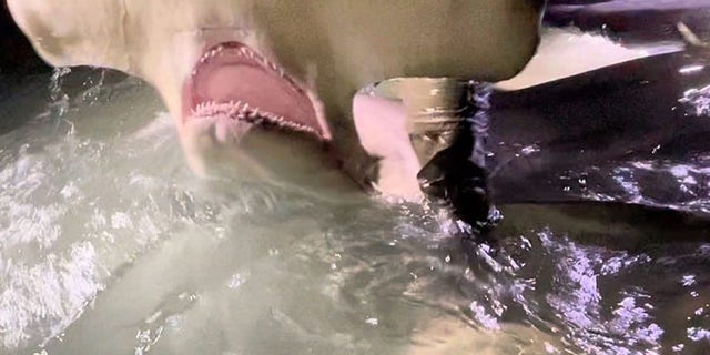 A representative for the company spoke with Fox News, saying that they don’t often come across sharks this big.