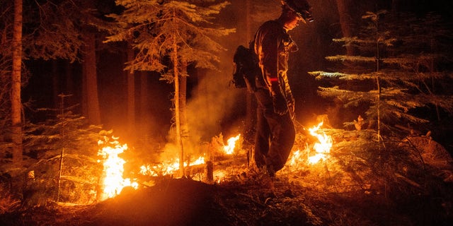 A firefighter uses a drip torch to ignite vegetation while trying to stop the Dixie Fire from spreading in Lassen National Forest, Calif., on Monday, July 26, 2021. (AP Photo/Noah Berger)