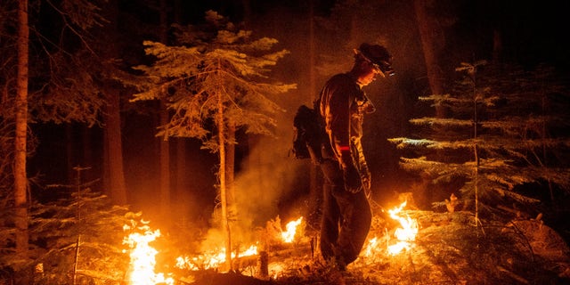 A firefighter uses a drip torch to ignite vegetation while trying to stop the Dixie Fire from spreading in Lassen National Forest, Calif., on Monday, July 26, 2021. (AP Photo/Noah Berger)