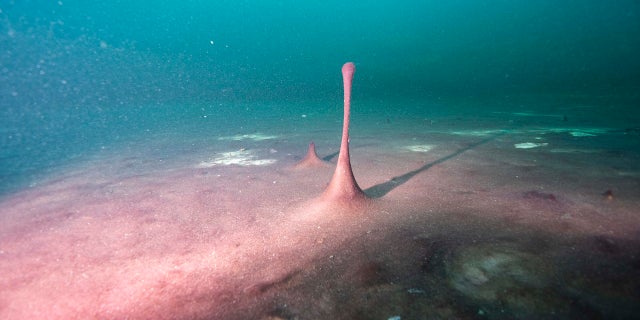 This June 19, 2019 photo provided by NOAA Thunder Bay National Marine Sanctuary shows purple microbial mats in the Middle Island Sinkhole in Lake Huron, Mich. Small hills and 