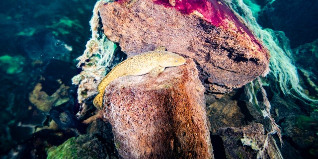This photo provided by the NOAA Thunder Bay National Marine Sanctuary shows a burbot fish resting on rocks covered in purple and white microbial mats inside the Middle Island Sinkhole in Lake Huron, Mich. Feel like days are just getting longer? They are and it’s a good thing because we wouldn't have much to breathe if they weren’t, according to a new explanation for how Earth’s oxygen rich atmosphere may have developed because of Earth’s rotation slowing. Scientists provided evidence for this new hypothesis by lab testing gooey smelly purple bacteria from a deep sinkhole in Lake Huron. (Phil Hartmeyer/NOAA Thunder Bay National Marine Sanctuary via AP)