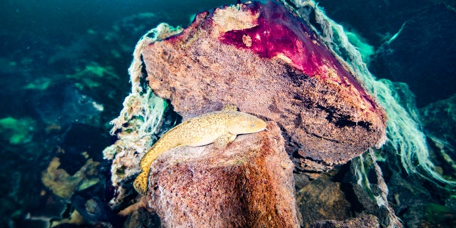 This photo provided by the NOAA Thunder Bay National Marine Sanctuary shows a burbot fish resting on rocks covered in purple and white microbial mats inside the Middle Island Sinkhole in Lake Huron, Mich. Feel like days are just getting longer? They are and it’s a good thing because we wouldn't have much to breathe if they weren’t, according to a new explanation for how Earth’s oxygen rich atmosphere may have developed because of Earth’s rotation slowing. Scientists provided evidence for this new hypothesis by lab testing gooey smelly purple bacteria from a deep sinkhole in Lake Huron. (Phil Hartmeyer/NOAA Thunder Bay National Marine Sanctuary via AP)