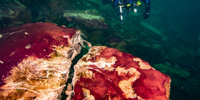 In this photo provided by the NOAA Thunder Bay National Marine Sanctuary a scuba diver observes the purple, white and green microbes covering rocks in Lake Huron’s Middle Island Sinkhole. Feel like days are just getting longer? They are and it’s a good thing because we wouldn't have much to breathe if they weren’t, according to a new explanation for how Earth’s oxygen rich atmosphere may have developed because of Earth’s rotation slowing. Scientists provided evidence for this new hypothesis by lab testing gooey smelly purple bacteria from a deep sinkhole in Lake Huron. (Phil Hartmeyer/NOAA Thunder Bay National Marine Sanctuary via AP)