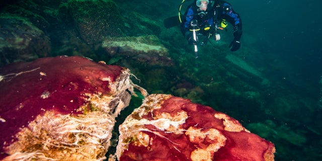 In this photo provided by the NOAA Thunder Bay National Marine Sanctuary a scuba diver observes the purple, white and green microbes covering rocks in Lake Huron’s Middle Island Sinkhole. Feel like days are just getting longer? They are and it’s a good thing because we wouldn't have much to breathe if they weren’t, according to a new explanation for how Earth’s oxygen rich atmosphere may have developed because of Earth’s rotation slowing. Scientists provided evidence for this new hypothesis by lab testing gooey smelly purple bacteria from a deep sinkhole in Lake Huron. (Phil Hartmeyer/NOAA Thunder Bay National Marine Sanctuary via AP)