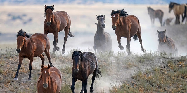 FILE - A contagious disease outbreak at a federal holding facility in Colorado has killed 67 wild horses since Saturday, federal officials said.