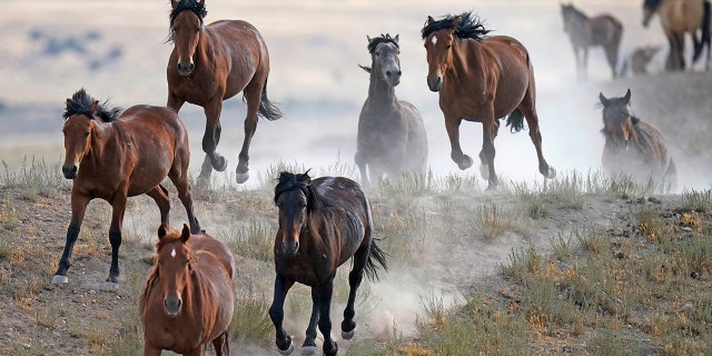 FILE - A contagious disease outbreak at a federal holding facility in Colorado has killed 67 wild horses since Saturday, federal officials said.