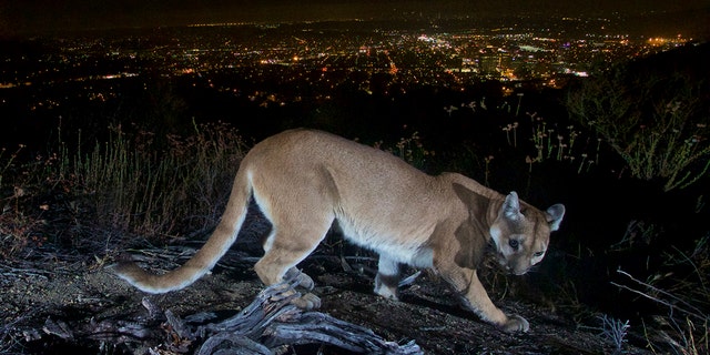 This July 10, 2016, photo shows an uncollared adult female mountain lion photographed with a motion sensor camera in the Verdugos Mountains in in Los Angeles County, California. (Associated Press)