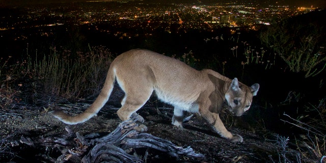 This July 10, 2016, photo shows an uncollared adult female mountain lion photographed with a motion sensor camera in the Verdugos Mountains in in Los Angeles County, California. (Associated Press)