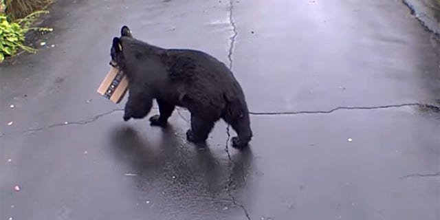 One woman in Connecticut, however, caught a bear stealing her Amazon box.