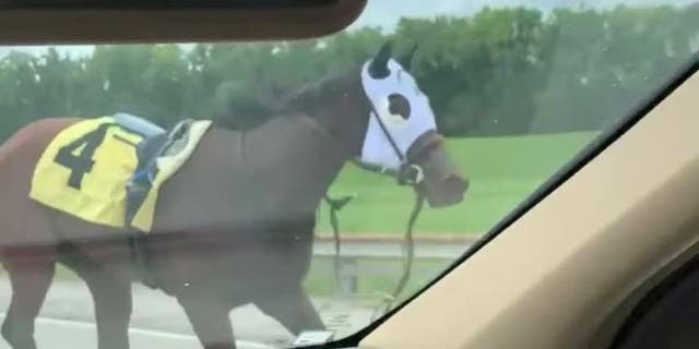 Racehorse Bold and Bossy startled onlookers on Saturday after she bucked her rider and made her way onto an interstate highway. Drivers who were traveling down Interstate 69 after 12:46 p.m. got a glimpse at the 2-year-old horse, including Cullen Stanley.