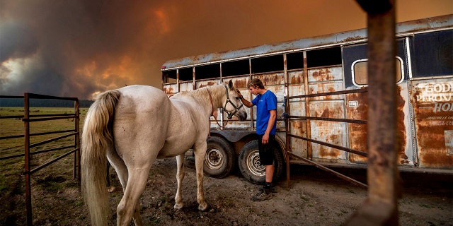 Hunter McKee pets Rosy after helping evacuate the horse to the edge of Lake Almanor as the Dixie Fire approaches Chester, Calif, on Tuesday, Aug. 3, 2021. Officials issued evacuation orders for the town earlier in the day as dry and windy conditions led to increased fire activity.