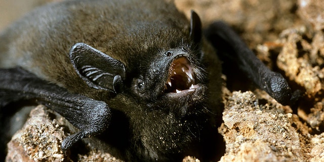Nathusius pipistrelle bat (Pipistrellus nathusii), Europe.  (Photo by: Arterra / Universal Images Group via Getty Images)