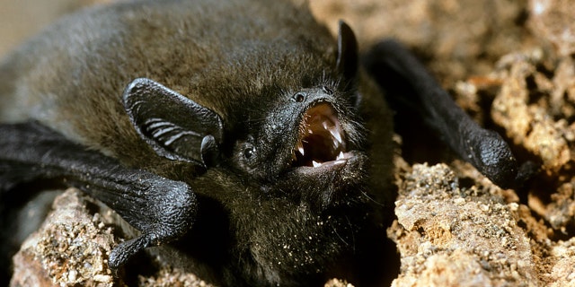 Nathusius pipistrelle bat (Pipistrellus nathusii), Europe. (Photo by: Arterra/Universal Images Group via Getty Images)