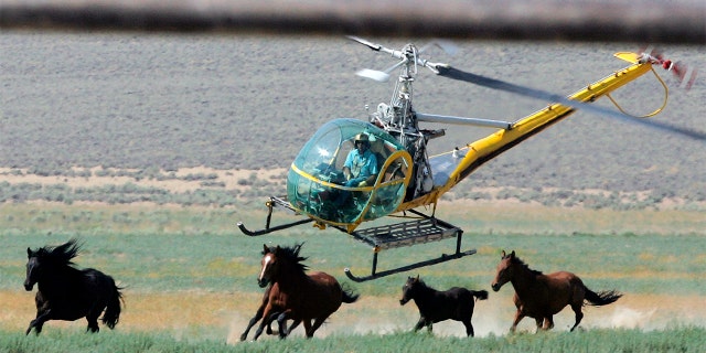 U.S. land managers have begun efforts to capture about 50% more wild horses than originally planned this year because of severe drought across the U.S. West.