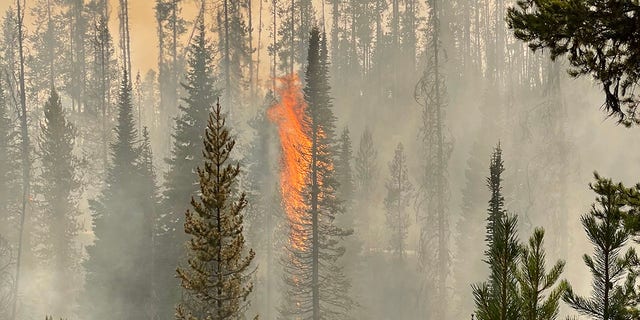 A tree burns in Idaho's Nez Perce National Forest.