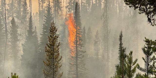 A tree burns in Idaho's Nez Perce National Forest.