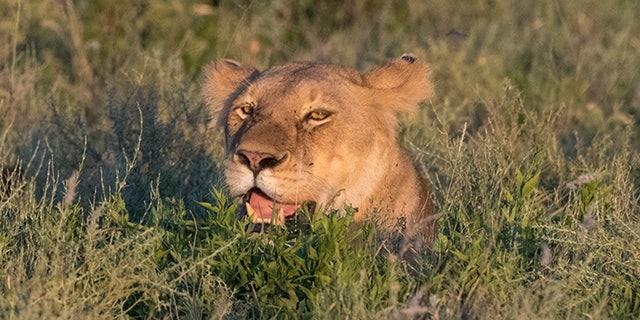 Lioness (Panthera leo) and cub in the grass, Ndutu, Ngorongoro Conservation Area, Serengeti, Tanzania.. (Photo by: Sergio Pitamitz/VWPics/Universal Images Group via Getty Images)