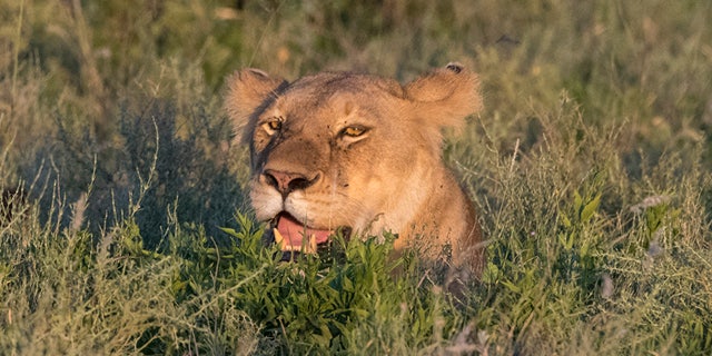 Lioness (Panthera leo) and cub in grass, Ndutu, Ngorongoro Conservation Area, Serengeti, Tanzania .. (Photo by: Sergio Pitamitz / VWPics / Universal Images Group via Getty Images)