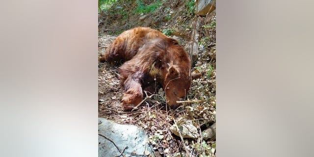 This is a bear that died due to pesticides left in the area by the illegal growers. These deadly chemicals can hurt animals and humans alike.