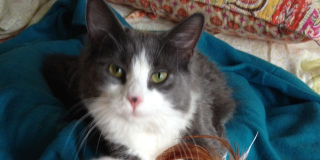 Mini Max, 7, was returned to Margaret Kudzma. The cat went missing after he crawled through a loose window screen in 2015 from his home in Peabody, Mass.