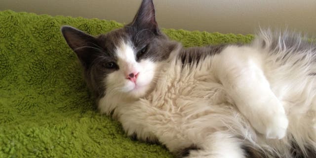 Margaret Kudzma tells Fox News she was "never able to forgive" herself after her cat Mini Max pushed through her window screen in 2015. She was finally reunited with him after six years.