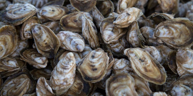 Oysters are a saltwater mollusk that live in marine or brackish habitats. Humans and other animals like to consume the shellfish on occassion.