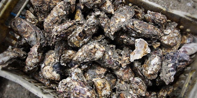 The oyster industry was hit hard by the coronavirus pandemic, since most oysters are consumed in restaurants and restaurants were shut down because of COVID-19.
