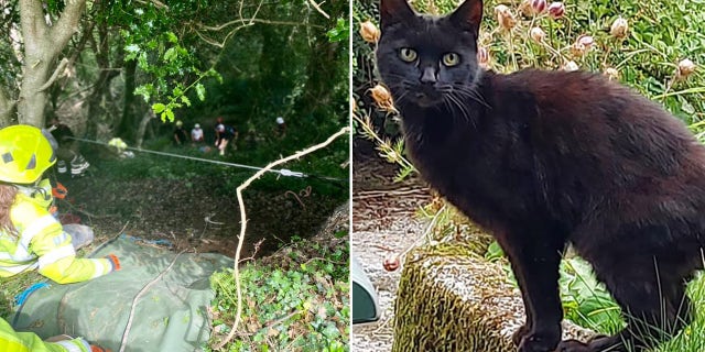 Rescuers lift an elderly woman, 83, out of a ravine on a stretcher in the United Kingdom after her pet cat helped them find her. Police called her cat, Piran, a "hero." (Bodmin Police)