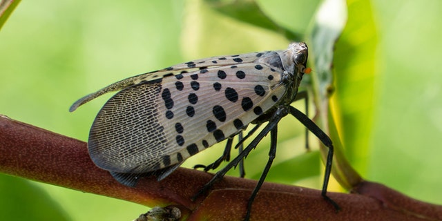 Close-up of spotted lanternfly (Lycorma delicatula) on peach tree, Berks County Pa.