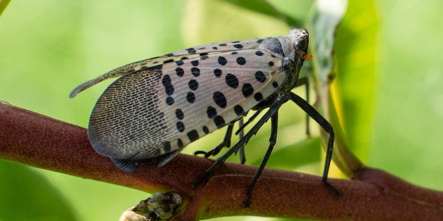 Close-up of spotted lanternfly (Lycorma delicatula) on peach tree, Berks County Pa.