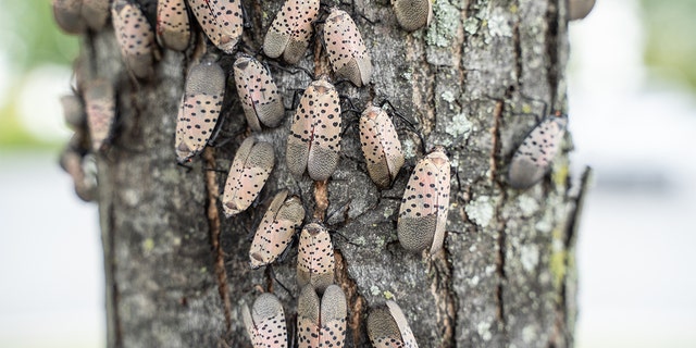 Spotted Lanternfly (lycorma delicatula) infestations have caused Pennsylvania's Department of Agriculture to issue a quarantine invasive insect