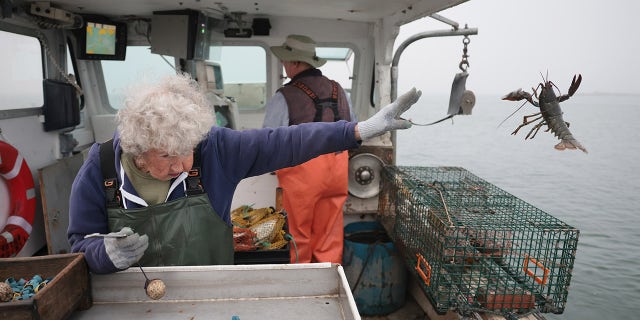 Lobsterwoman Virginia Oliver, 101, tosses back an undersized lobster. (Photo by Jessica Rinaldi/The Boston Globe via Getty Images)