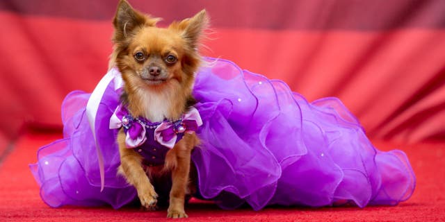 Mais de 800 chihuahuas desenharam suas melhores roupas para o concurso de Miss Chihuahua Town em 22 de agosto de 2021.