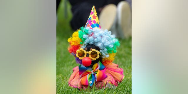 Clown costumes are a fun way to bring out your pet's silly side.