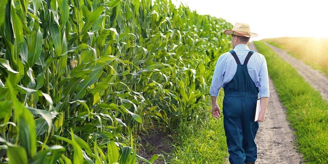 Stock image of a farmer inspecting corn in his field.